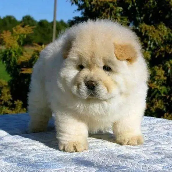 cute and lovely chow chow puppies for sale