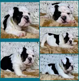 French Bulldog Puppies Available