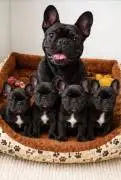French Bulldog Puppies Available