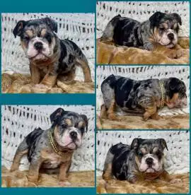 French Bulldog Puppies Available