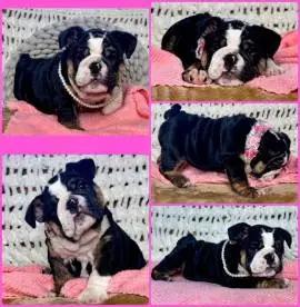 French Bulldog Puppies Available