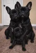 French Bulldog Puppies Available