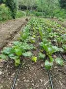 Massive Mountain Estate for sale. Salitral Santa A