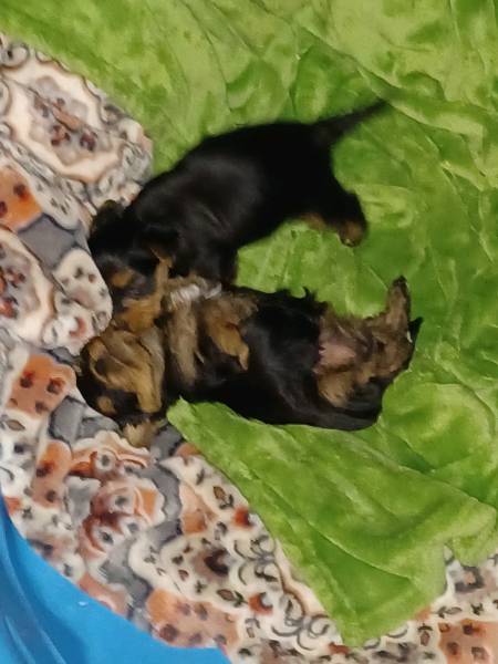 Yorkie Male and Female Puppies