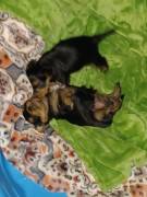 Yorkie Male and Female Puppies