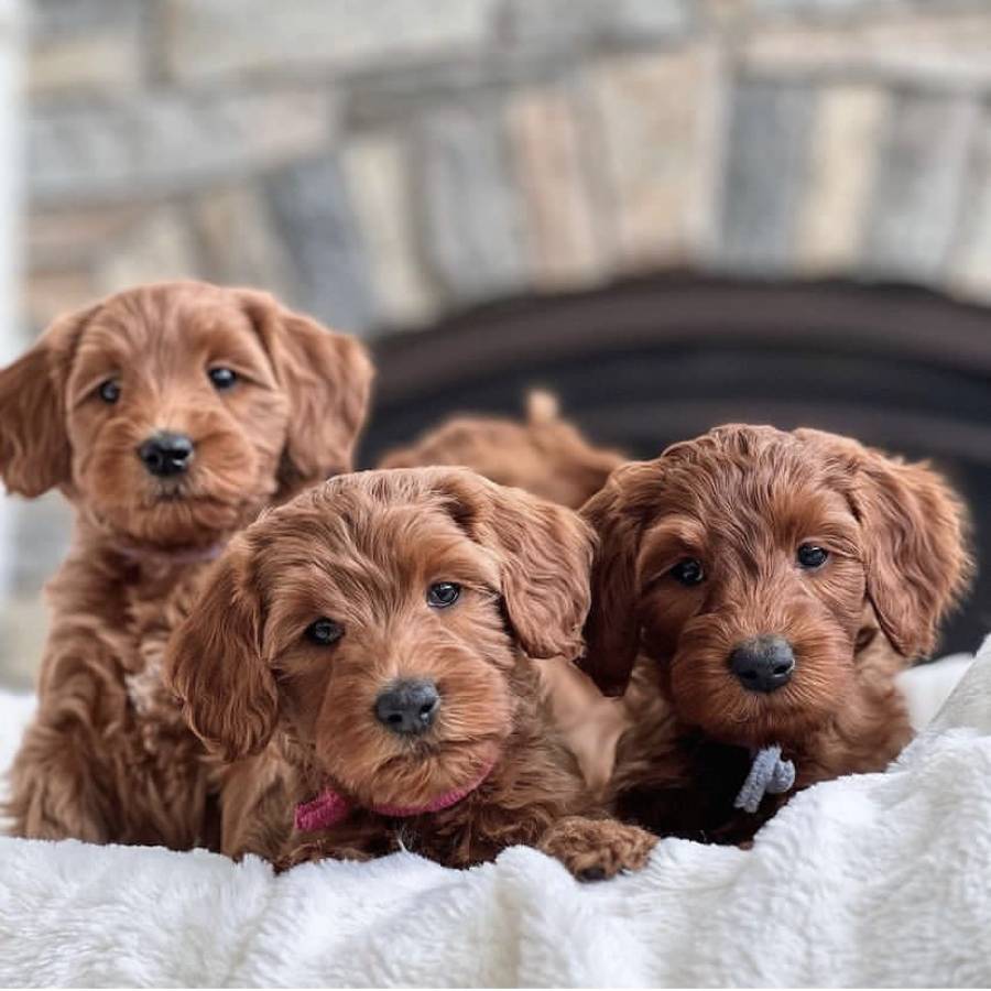 TOY POODLE PUPPIES TOY POODLE PUPPIES