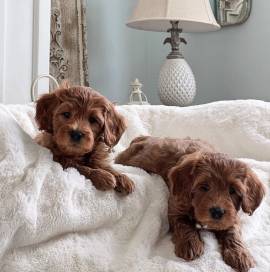 TOY POODLE PUPPIES