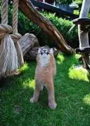 Caracal & Caracat F5 Kittens Available