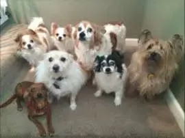 Dog Boarding Near Me Oregon City