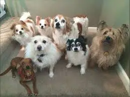 Dog Boarding Near Me Oregon City Dog Boarding Near Me Oregon City