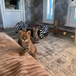 Beautiful Serval and Caracal Kittens Available
