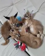 Beautiful Serval and Caracal Kittens Available