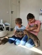 Beautiful Serval and Caracal Kittens Available