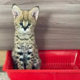 Beautiful Serval and Caracal Kittens Available