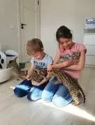 Beautiful Serval and Caracal Kittens Available