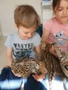 Beautiful Serval and Caracal Kittens Available