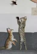 Beautiful Savannah kittens available for families