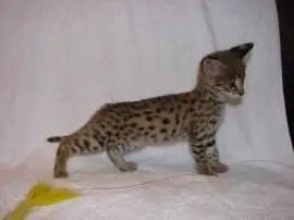 Beautiful Savannah kittens available for families