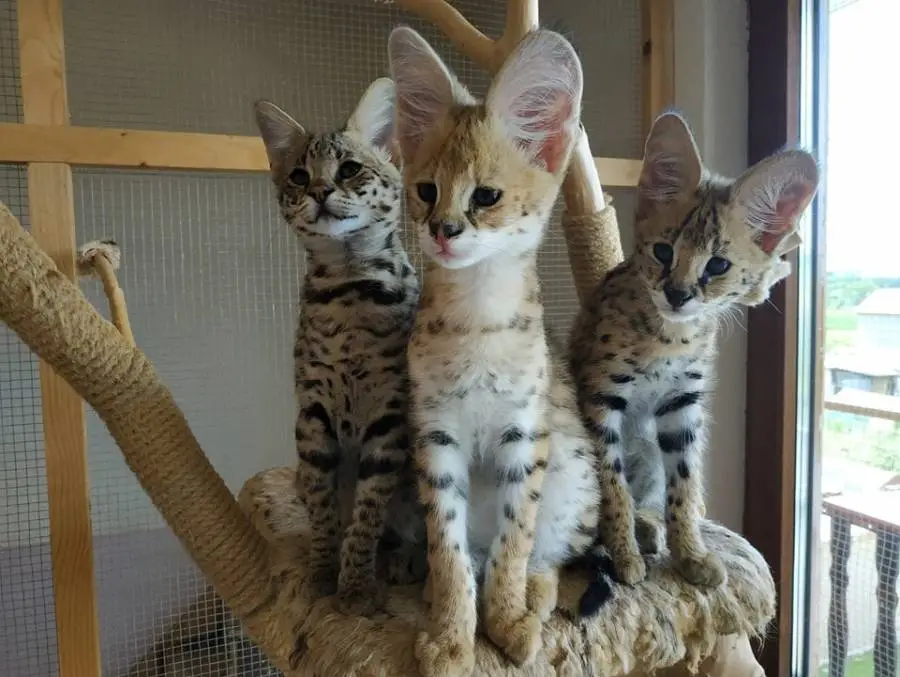 Beautiful Savannah kittens available for families
