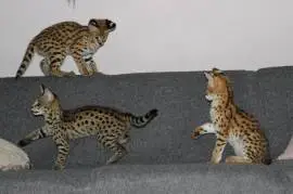 Beautiful Savannah kittens available for families