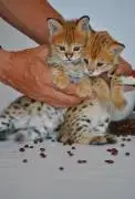 Beautiful Savannah kittens available for families