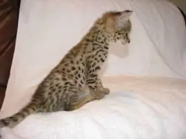 Beautiful Savannah kittens available for families