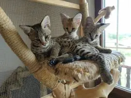 Beautiful Savannah kittens available for families