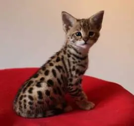 Beautiful Savannah kittens available for families