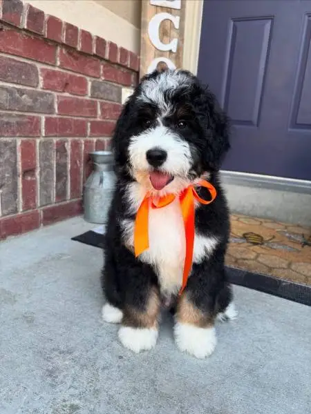 Cute golden doodles pups Cute golden doodles pups