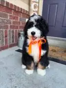 Cute golden doodles pups