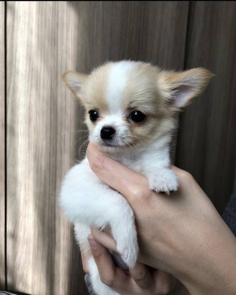 Chihuahua Puppy Chihuahua Puppy