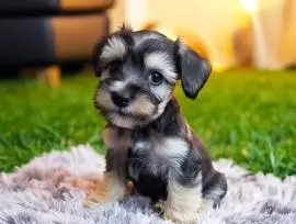 Playful & Loyal Mini Schnauzer Puppies Availab