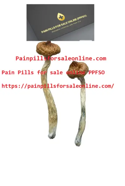 Buy Escondido Magic Mushrooms – Painpillsforsaleon